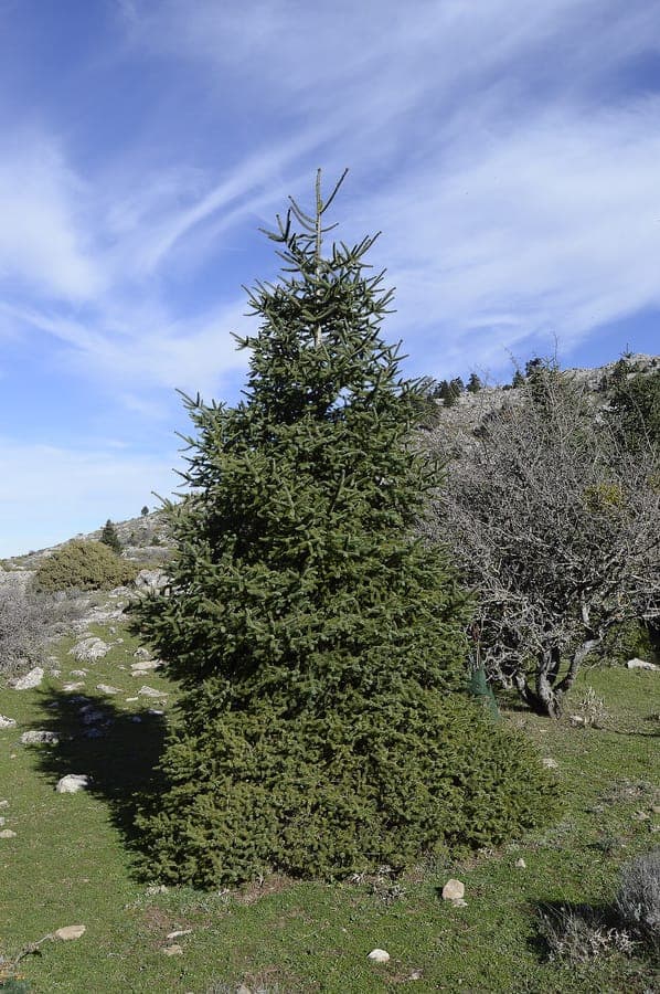 Mature Spanish fir displaying its characteristic stiff radial needles and broad conical form