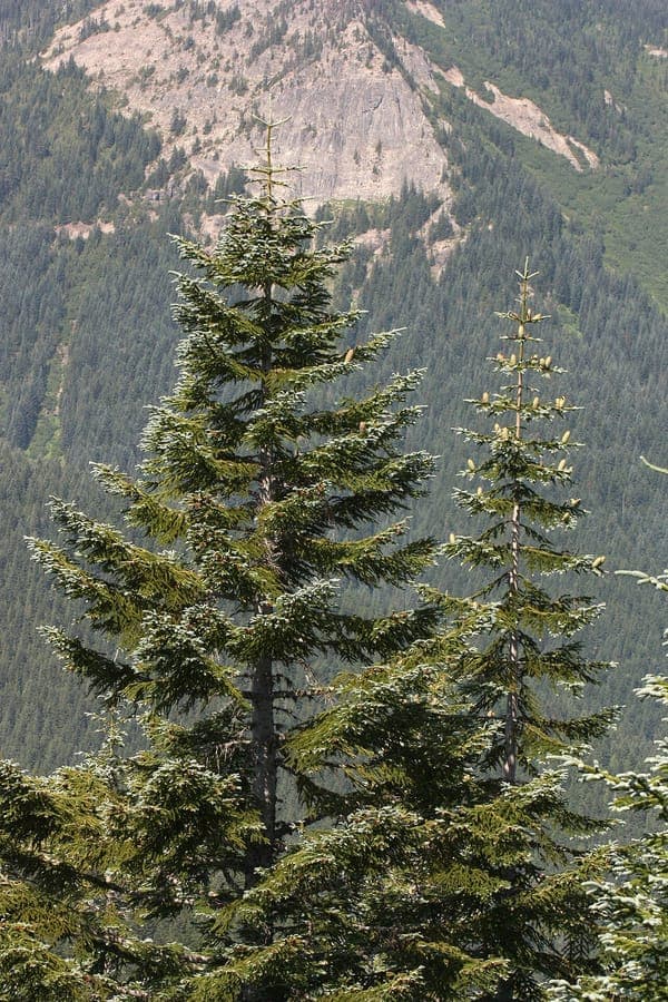 Mature Noble Fir (Abies procera) displaying blue-green needles and large upright cones