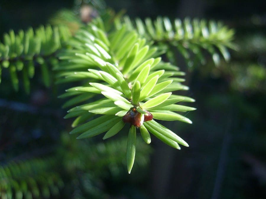 Min-Tanne (Abies recurvata) mit ihren charakteristisch gebogenen Nadeln und kompaktem Wuchs