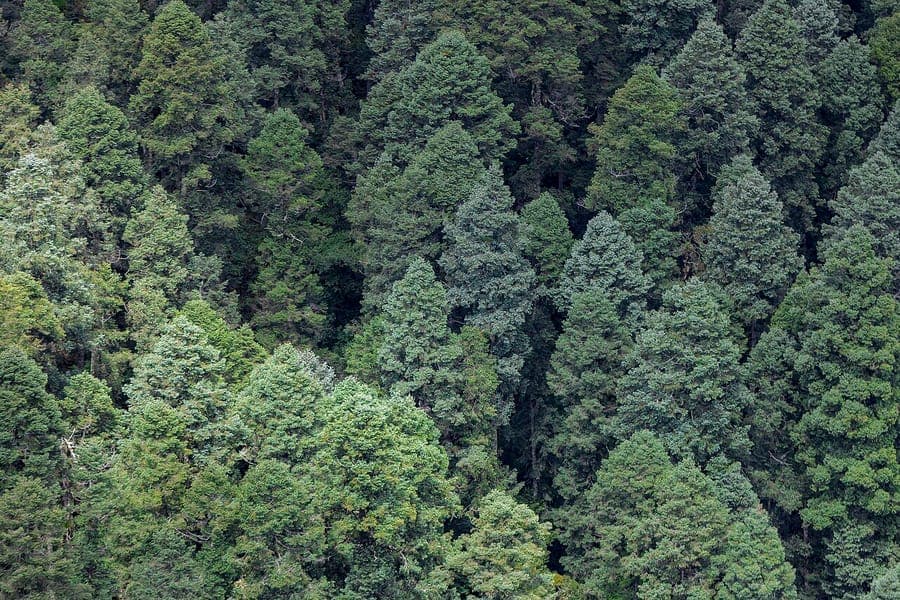 Mature Sacred Fir with deep green needles and conical crown in a mountain landscape