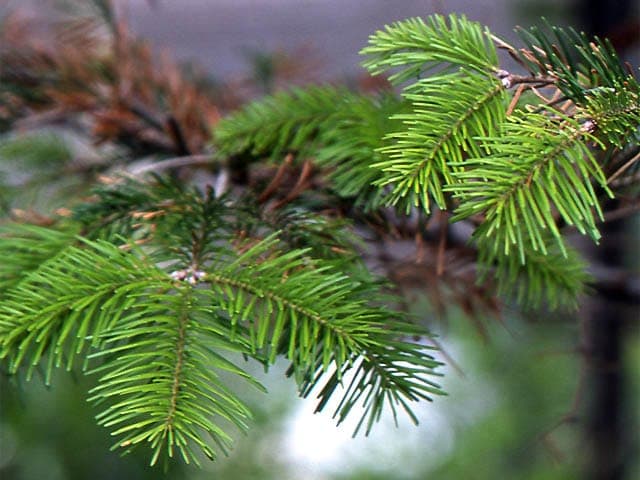 Mature Sakhalin Fir with dense dark green needles covered in a layer of fresh snow