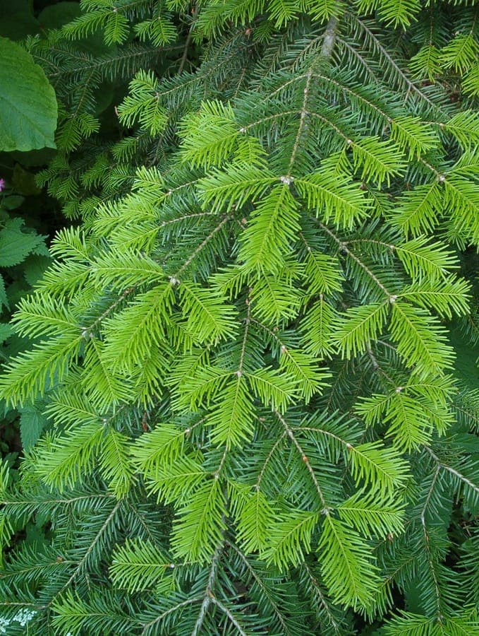 Mature Abies veitchii displaying the characteristic silver-white undersides of its needles