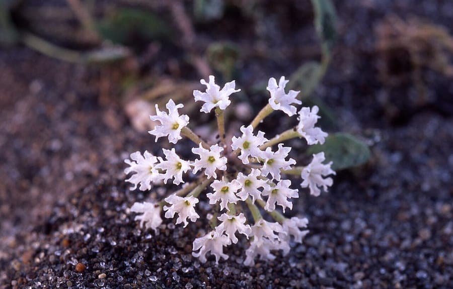 Flowering Abronia ammophila (Wyoming sand verbena) with pink-purple blooms on sandy soil