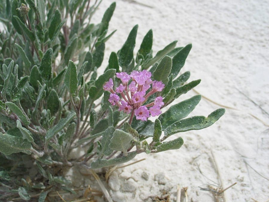 Flowering Abronia angustifolia (purple sand verbena) with purple-pink flower clusters and trailing stems