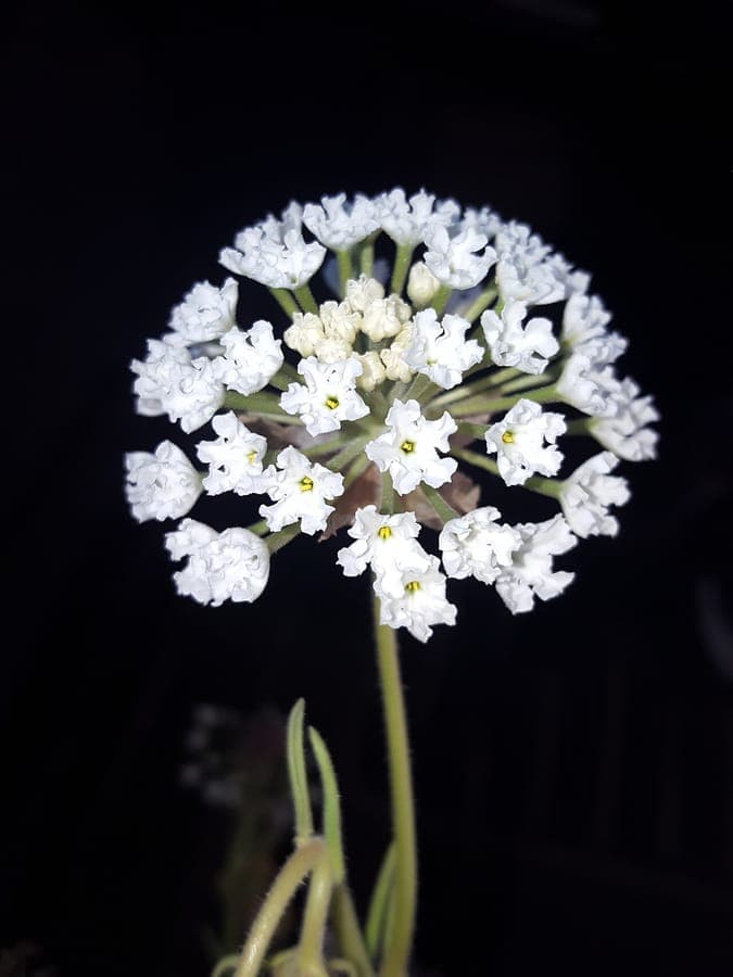 Abronia fragrans displaying white spherical flower clusters opening at dusk