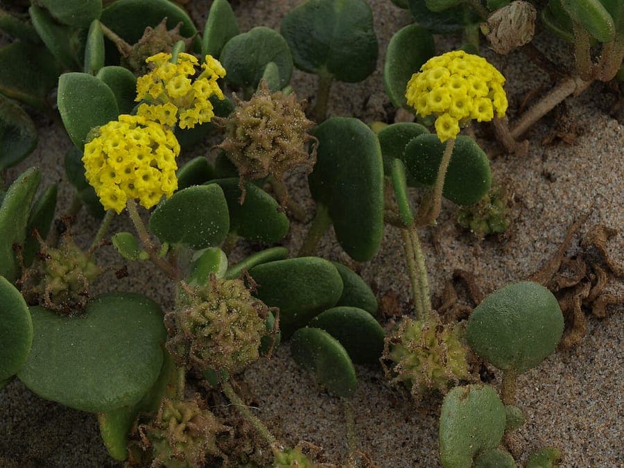 Bright yellow flower clusters of Abronia latifolia (Yellow Sand-Verbena) on a coastal sand dune with succulent green leaves