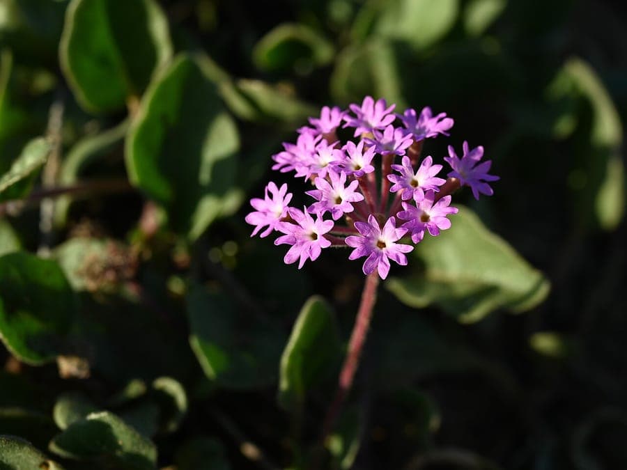 Roze zandverbena (Abronia umbellata) in bloei