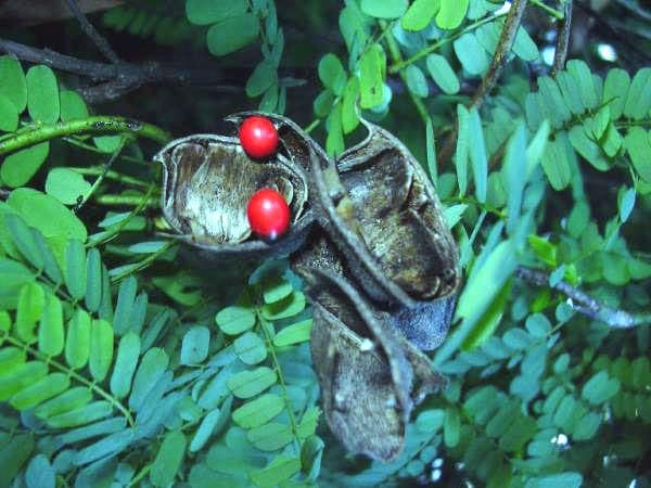 Indian-licorice with red seeds in green pods and purple flowers