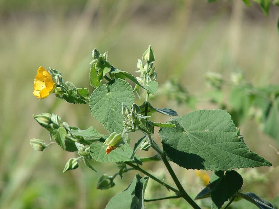 Grote-bladige schoonmalve met grote, zachte bladeren en oranje campanulaire bloemen
