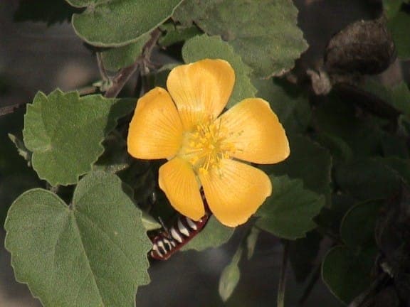 Indian abutilon with yellow campanulate flowers and maple-like foliage