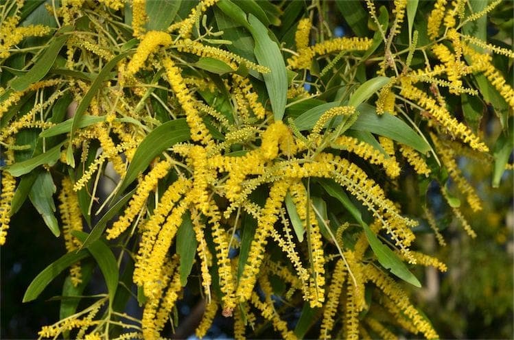 Oorvormige Acacia met gele bloemtrossen en karakteristieke bladeren