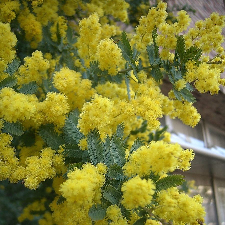 Acacia baileyana tree with golden flowers