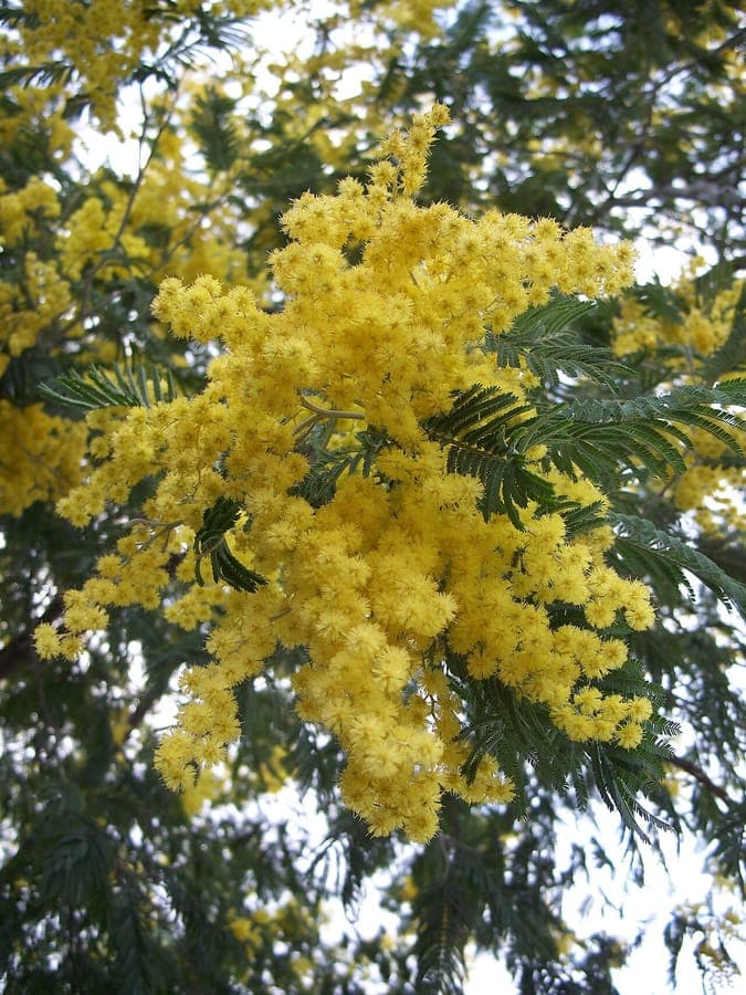 Healthy Acacia dealbata in full bloom, showing silvery foliage and bright yellow flower balls against a sunny winter sky.
