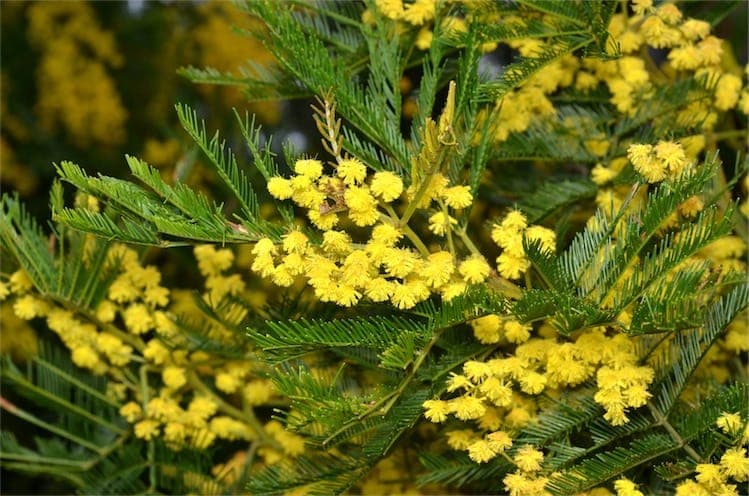 Graceful branches of black wattle with fine, feathery leaves and golden flower clusters