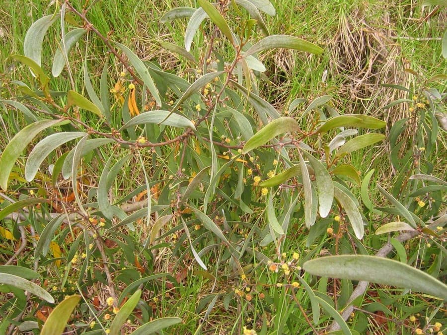 Koaia tree in dry Hawaiian landscape with fine green phyllodes