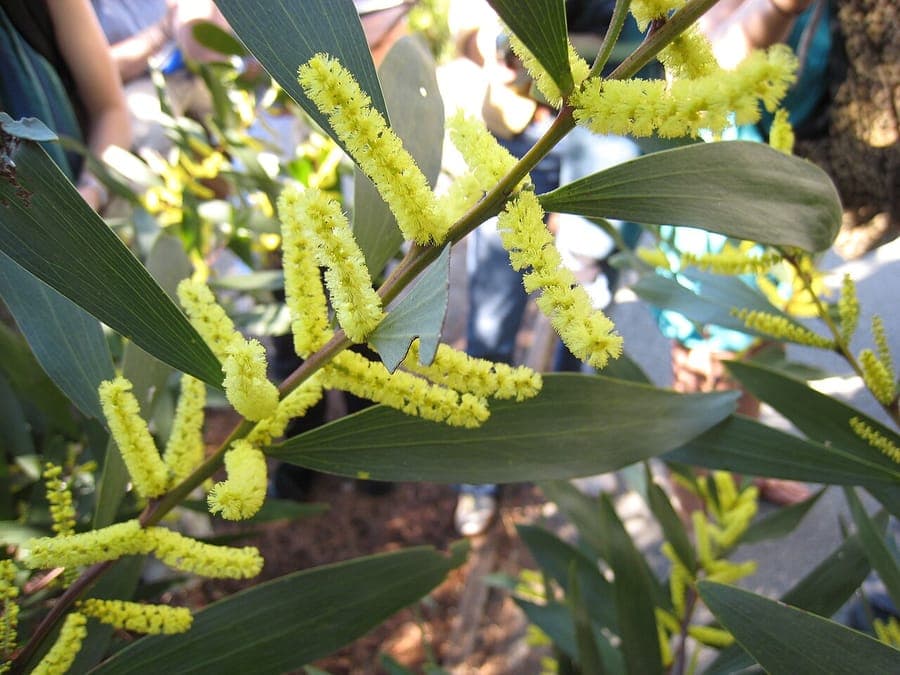 Sydney golden wattle with golden flower buds