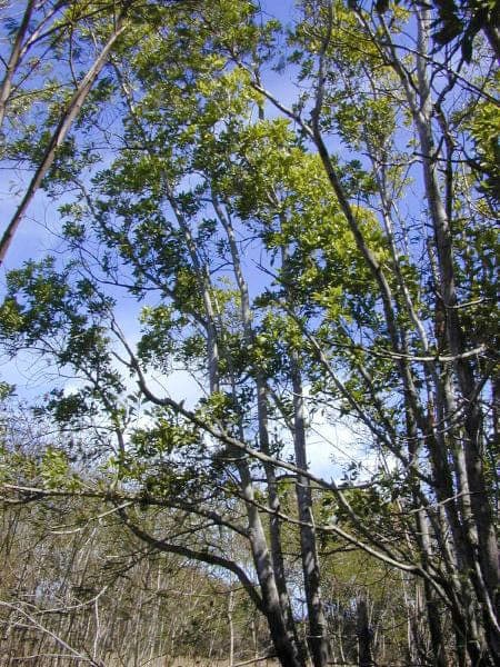 Acacia mangium Black Wattle tree with yellow flower balls
