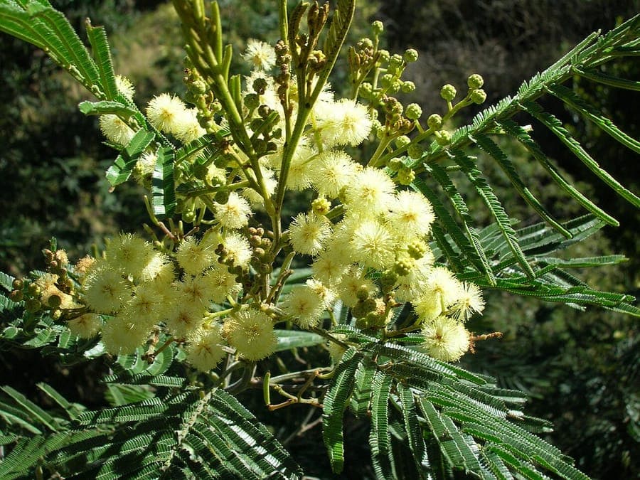 Black wattle in bloom with yellow flower clusters