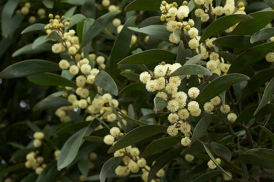 Australian blackwood with flowering branches