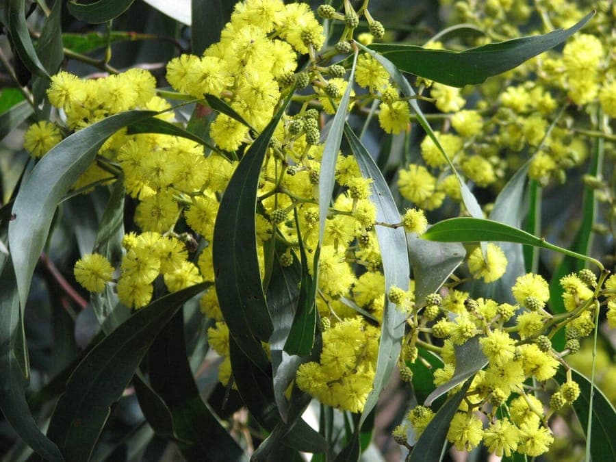 Australian golden wattle in full bloom