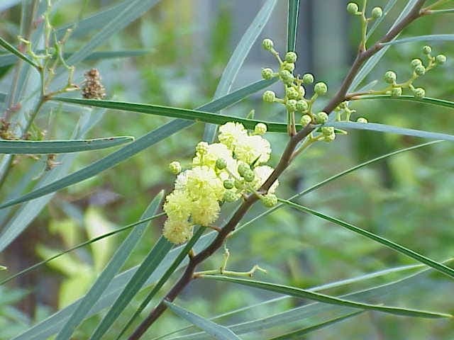 Acacia retinodes in full bloom with bright yellow flower clusters in a sunny garden setting