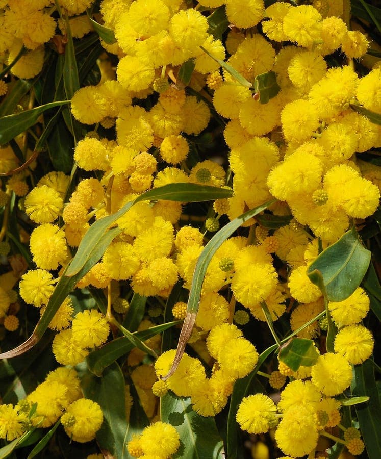 Acacia saligna with golden flowers