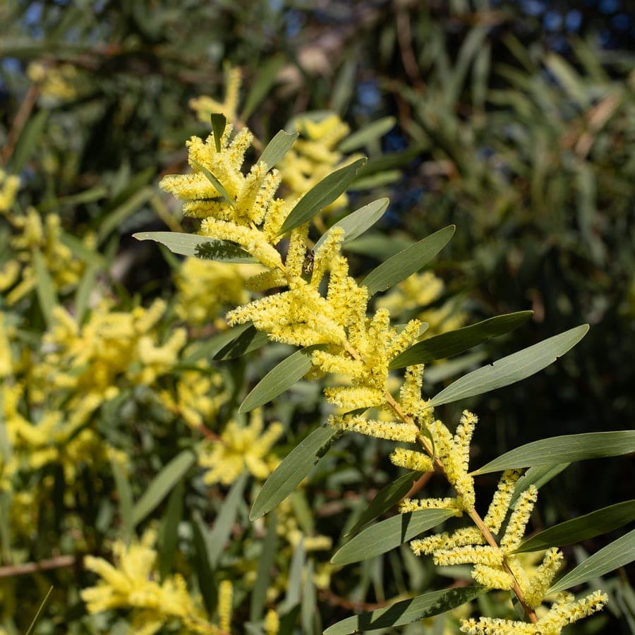 Acacia sophorae Strauch mit feinem graugrunem Laub auf australischen Kustendunen