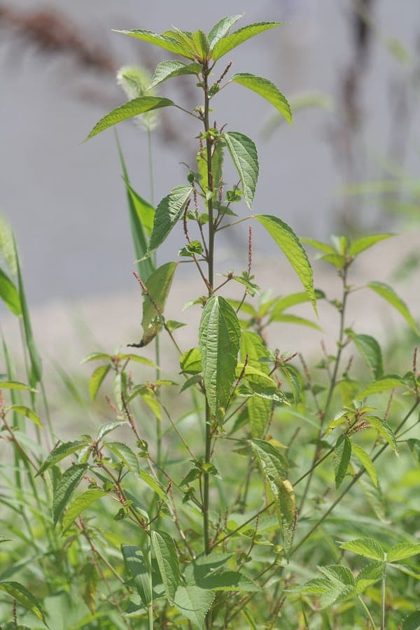 Acalypha australis with copper-colored foliage
