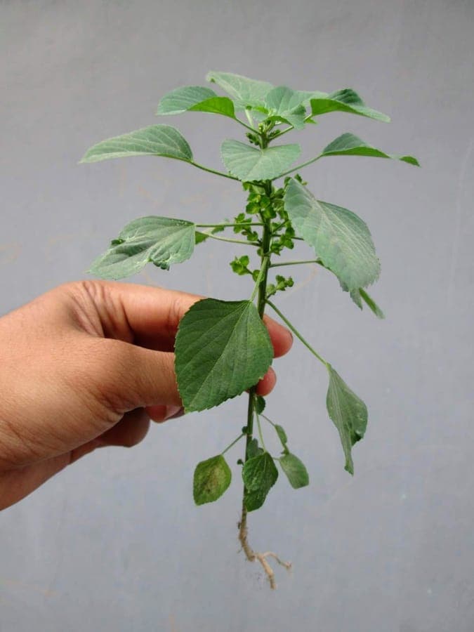 Glossy reddish-brown leaves of Indian acalypha with distinctive texture and growth habit