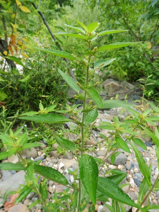 Acalypha virginica with red female catkins