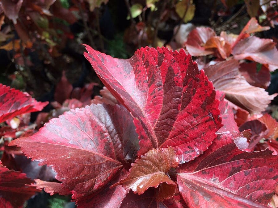 Acalypha wilkesiana with colorful red and yellow foliage in tropical setting
