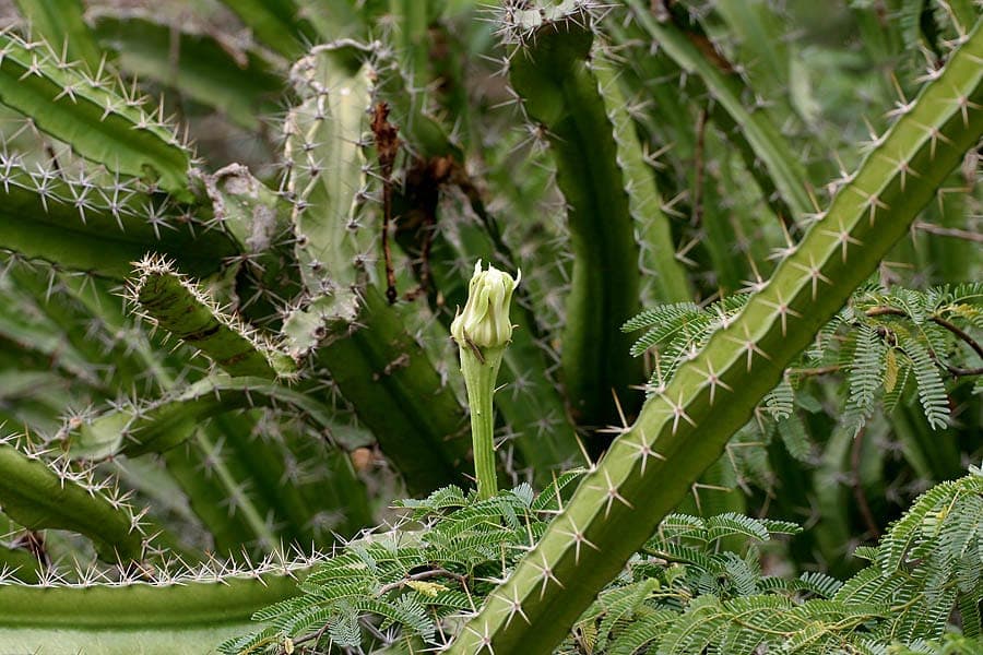 Triangular green stems of Acanthocereus tetragonus