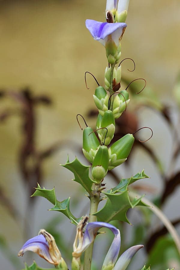 Acanthus ilicifolius Mangrove Holly plant with purple flowers