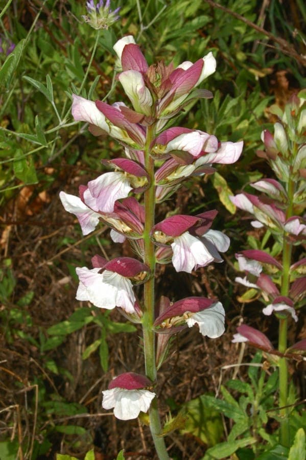 Bear's-breeches with bold, deeply lobed leaves and tall flower spikes in a classic border setting