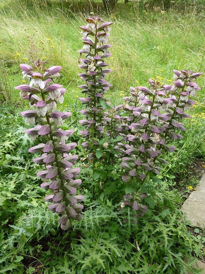 Acanthus spinosus spiny acanthus flower