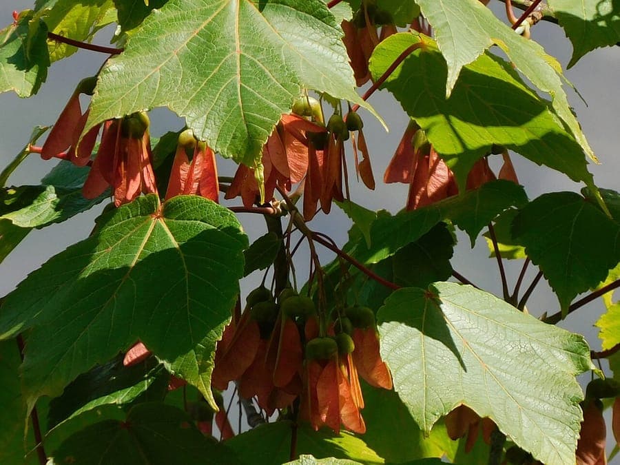 Acer caesium leaf and autumn colors