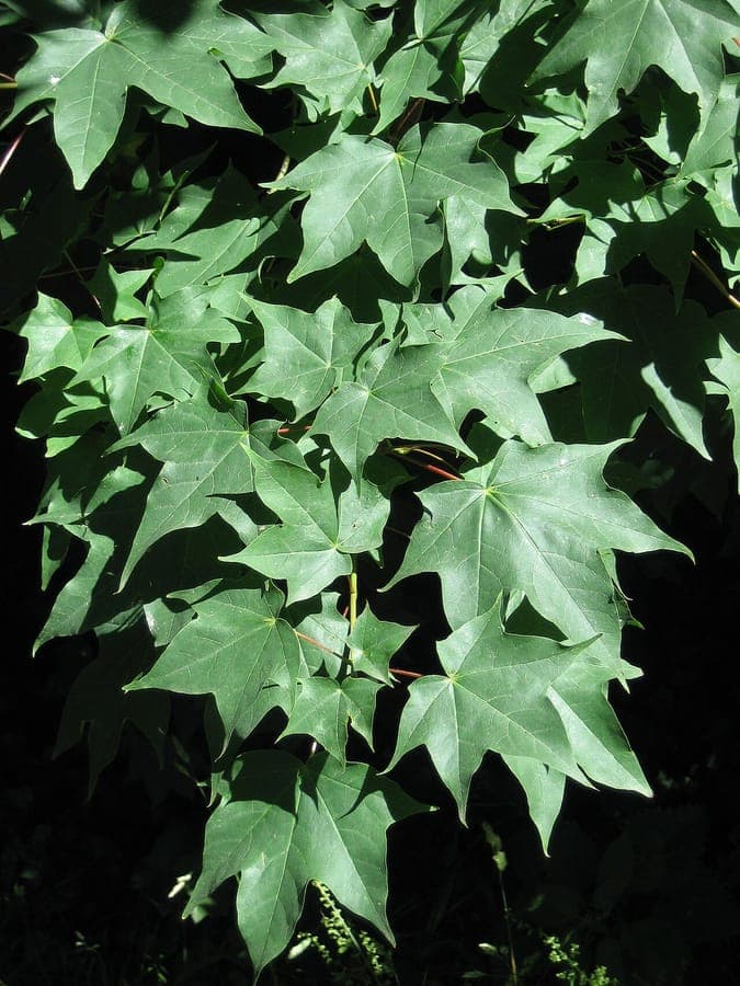 Cappadocian maple with prominent yellow flower clusters and bright green leaves in a lightly shaded garden setting