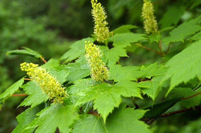 Schwanzahorn mit roten Blüten und charakteristischen schwanzartigen Blattspitzen