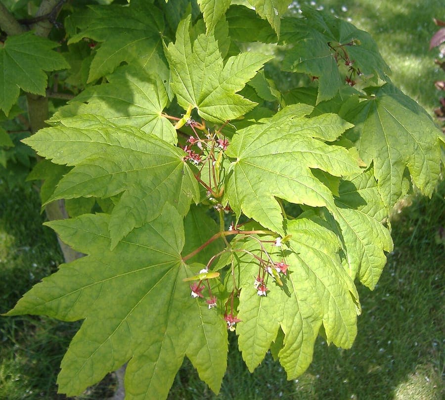 Vine maple with distinctive round foliage