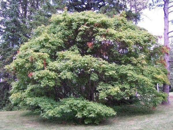 Acer cissifolium in bloei