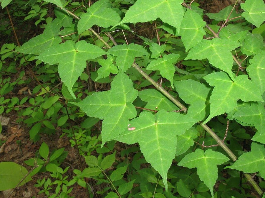 Hawthorn maple leaves and branches