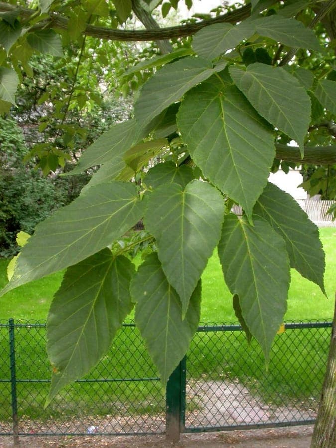 Acer davidii with striped bark and bright green leaves in a garden landscape