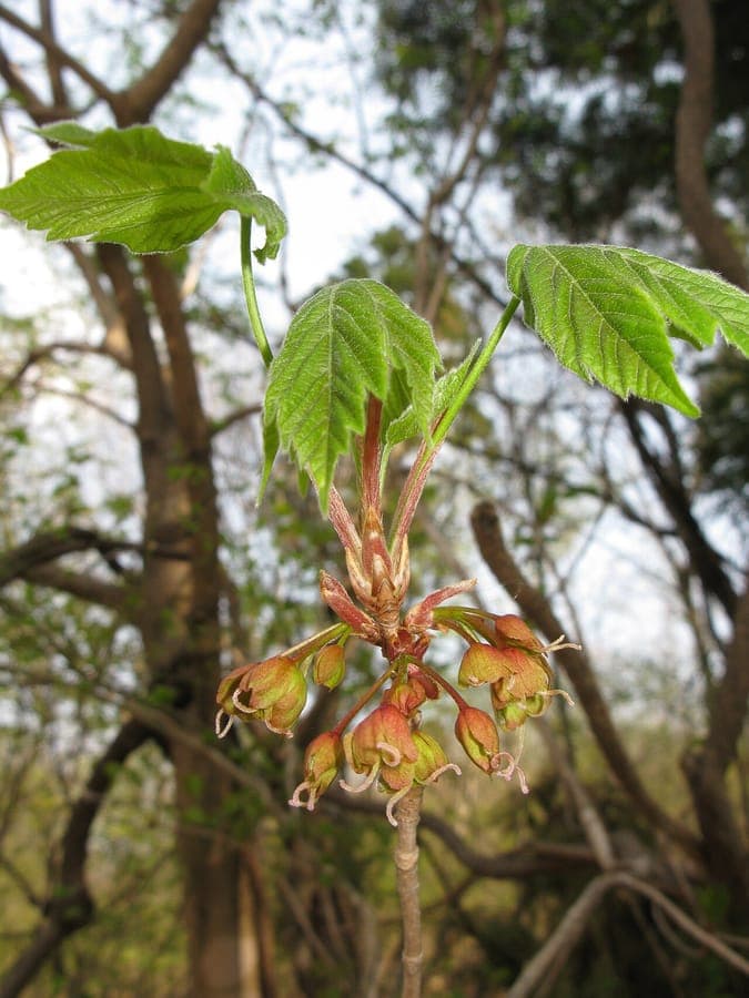 Devil's maple Acer diabolicum displaying characteristic winged fruit structures