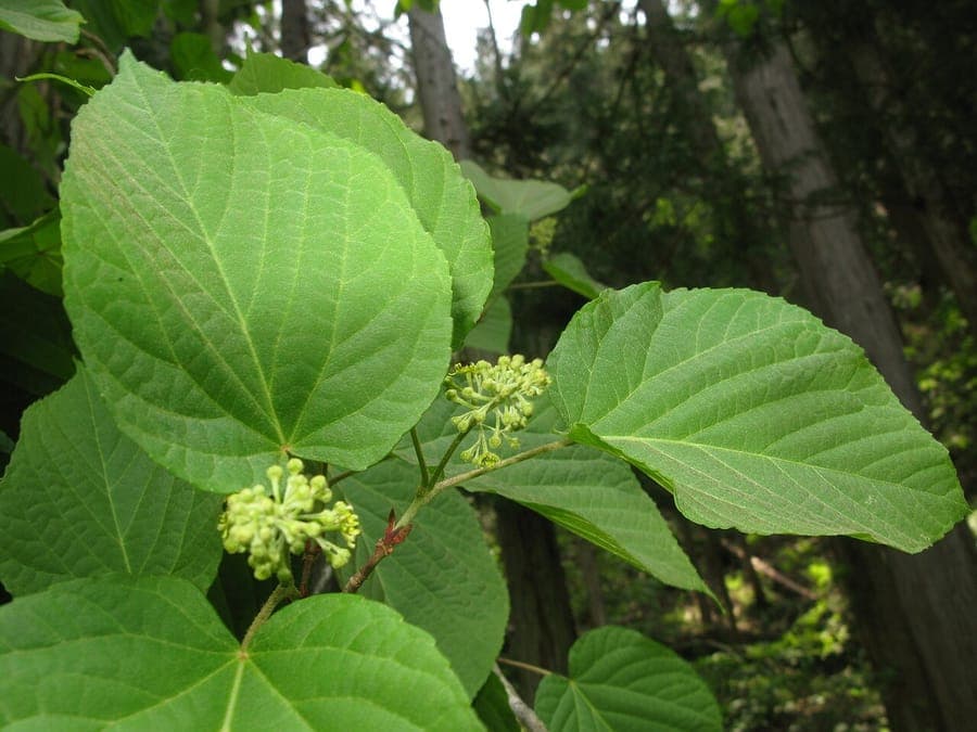 Acer distylum lime-shaped leaves and flowers