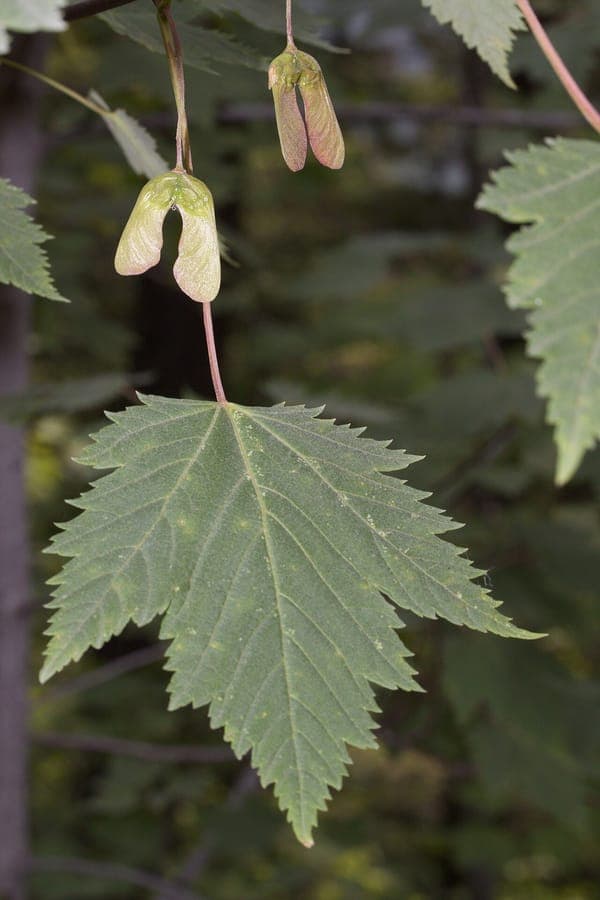Rocky Mountain maple Acer glabrum displaying characteristic fine branching