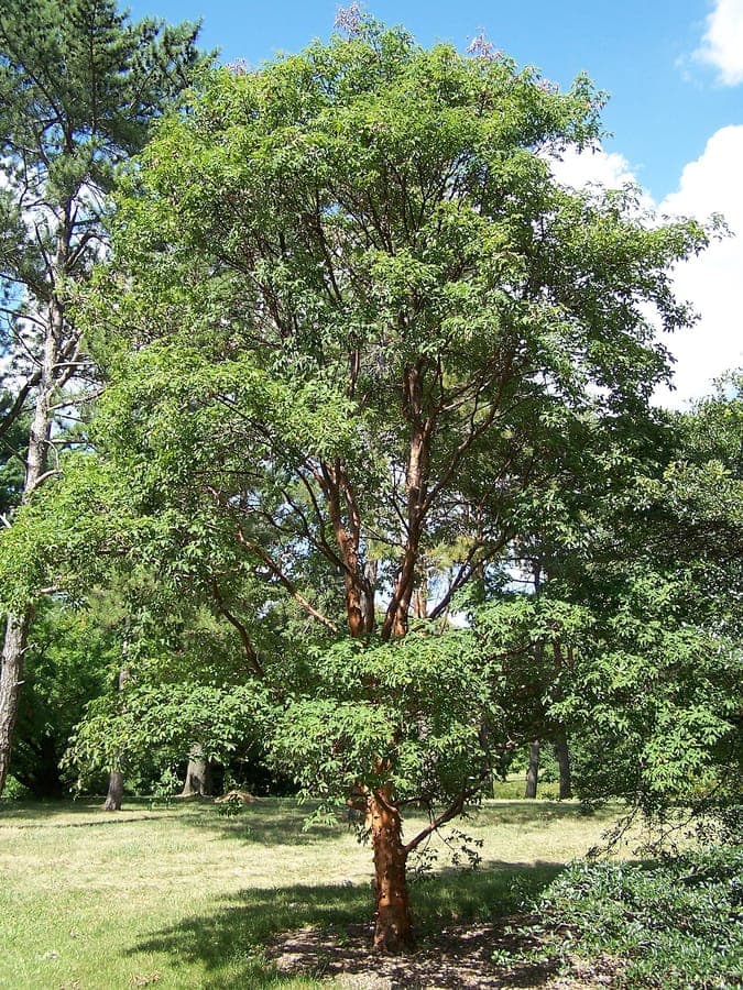 Acer griseum showing its signature cinnamon-coloured, exfoliating bark in autumn light