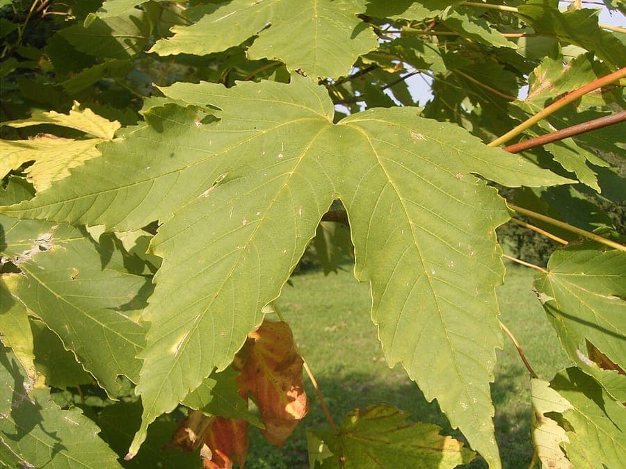 Balkan maple with characteristic foliage and fine branching in summer