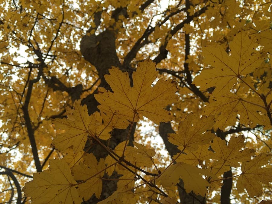 Balkan maple leaves with characteristic form