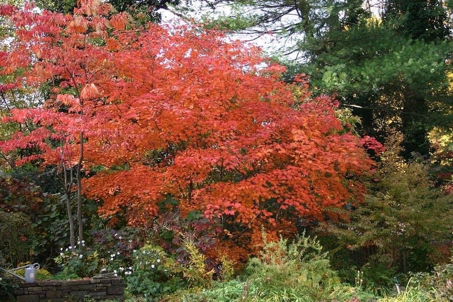 Japanese maple showing characteristic deeply-lobed red autumn foliage