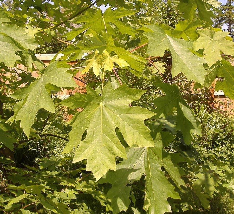 Large leaves and upright form of the Pacific maple in a forested setting